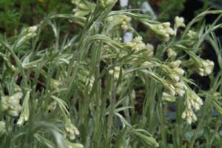 Antennaria dioica borealis Rozenkransje bestellen